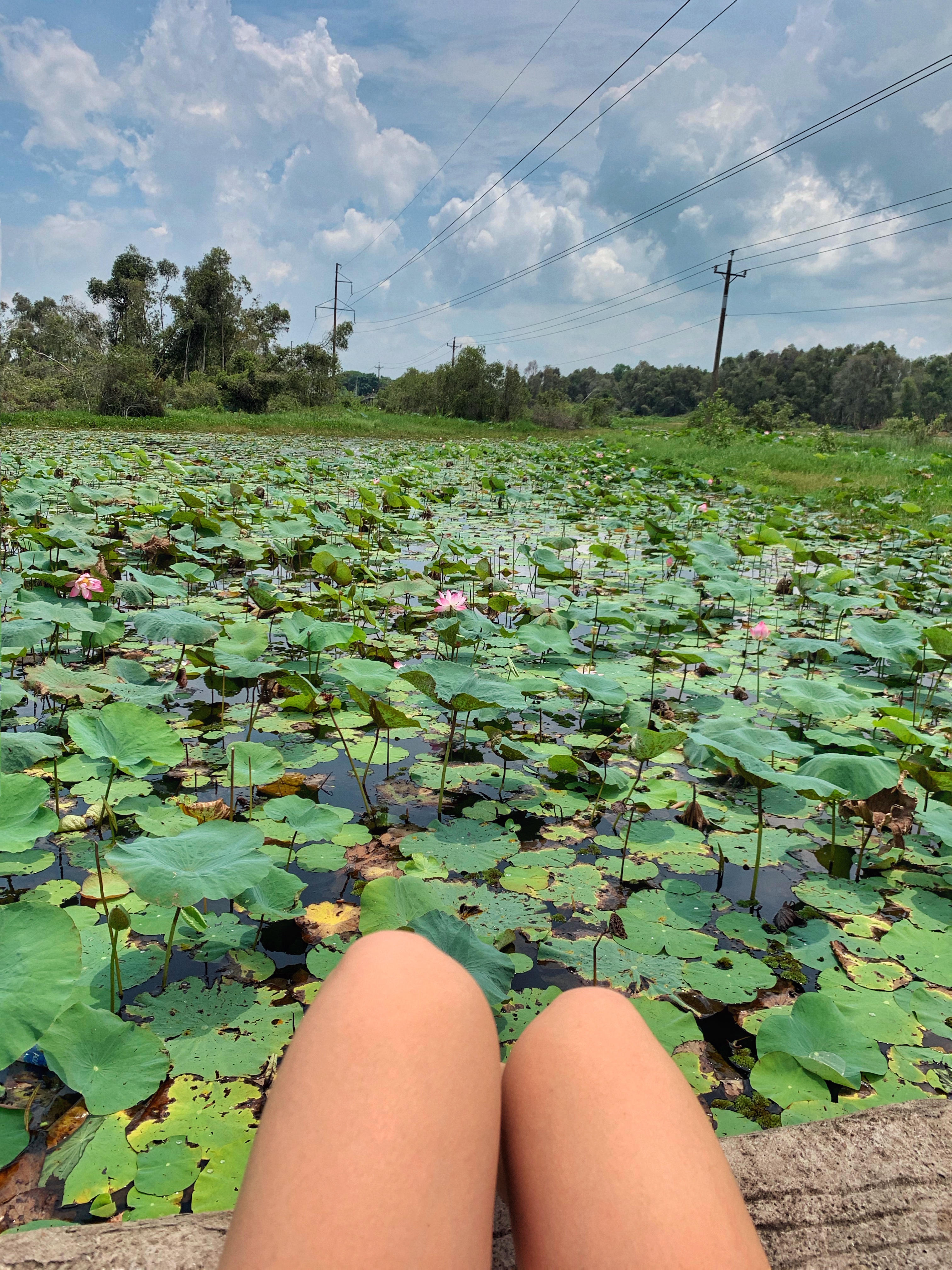 Lotus pond in Long An