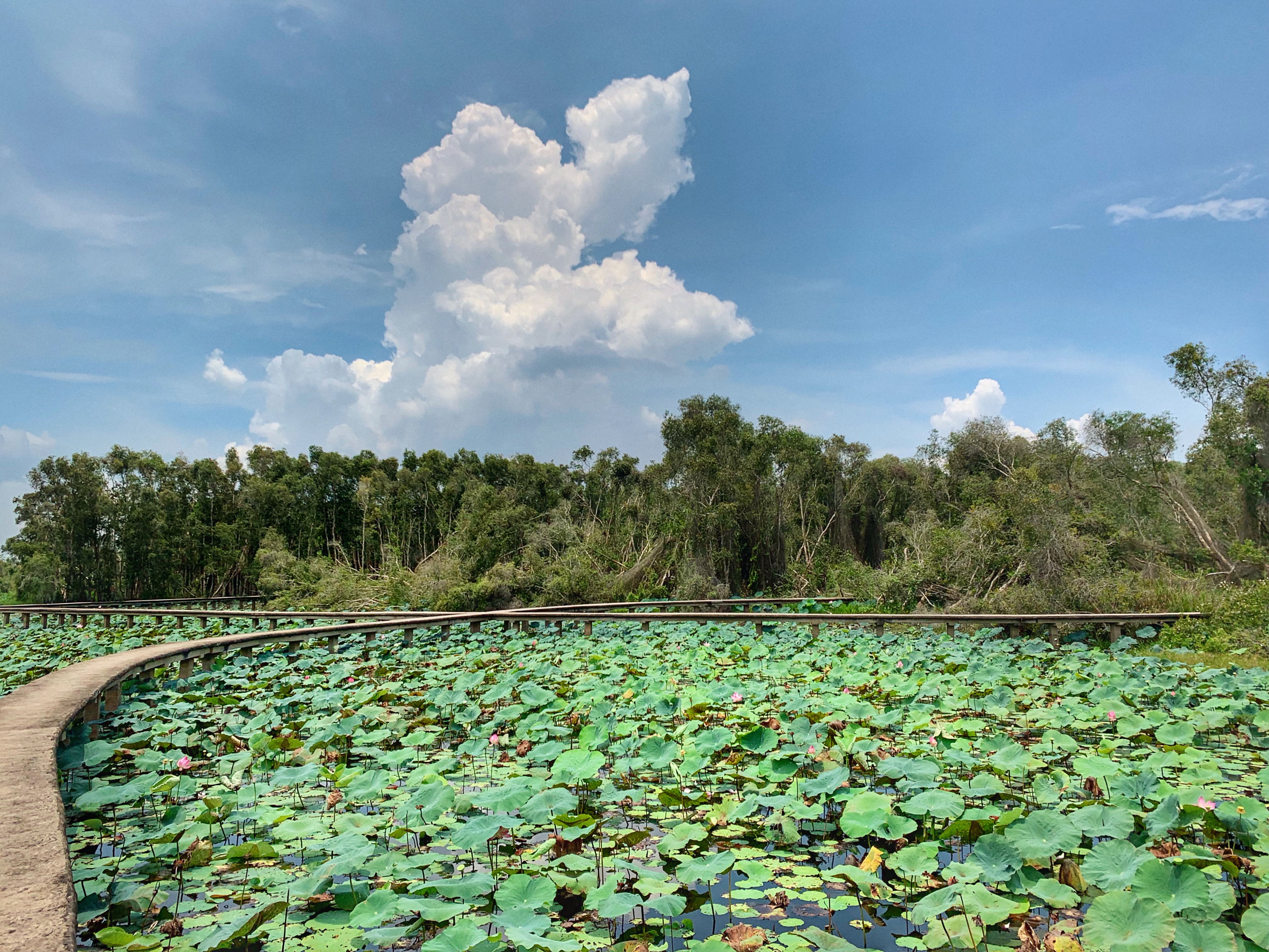 Crossroads on top of a lotus pond in Tan Lap Floating Village