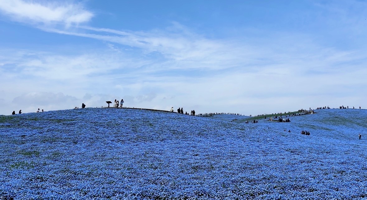Hitachi Seaside Park (国営ひたち海浜公園): Must-visit Flower Park in Japan